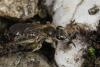 Andrena sp.